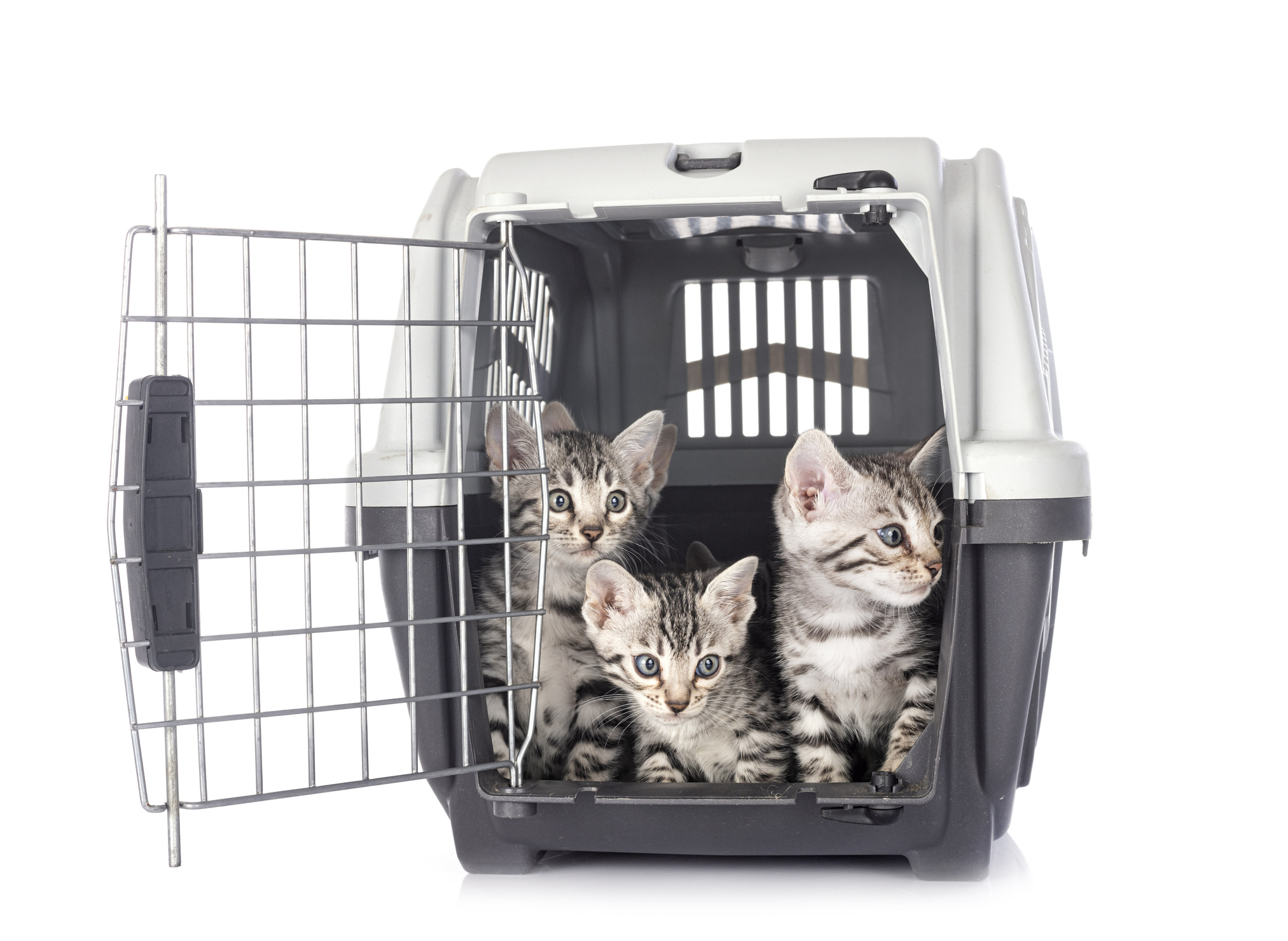 bengal cat cat carrier
