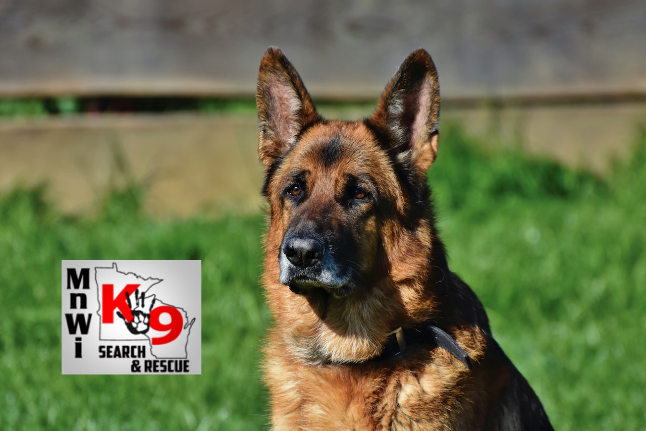 german-shepherd german-shepherd dog